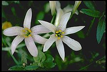Lilium rubescens 