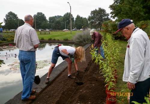 Members of Parks Department are preparing to plant the new Lilium bulbs